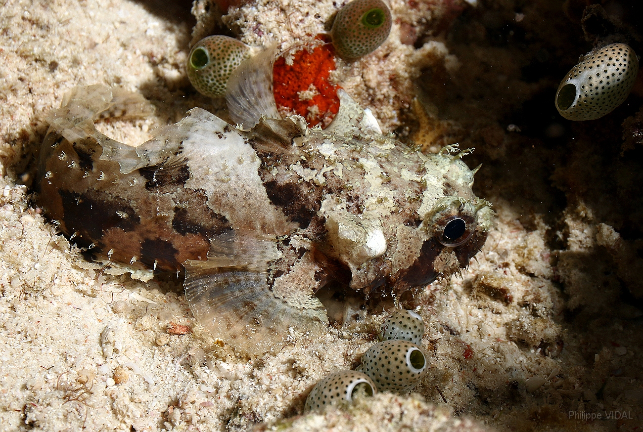 Raja Ampat 2016 - Halophryne hutchinsi - Hutchins toadfish - Poisson crapaud  IMG_5480_rc.jpg
